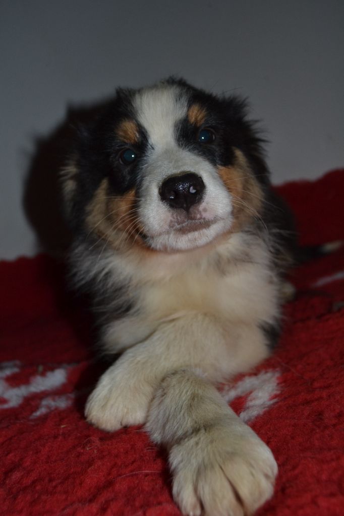 del Amor Amor - Chiot disponible  - Berger Australien