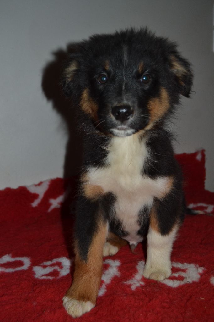 del Amor Amor - Chiot disponible  - Berger Australien