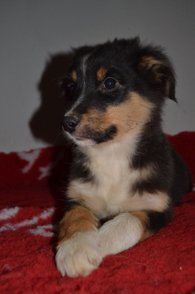 del Amor Amor - Chiot disponible  - Berger Australien