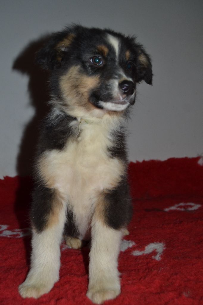 del Amor Amor - Chiot disponible  - Berger Australien